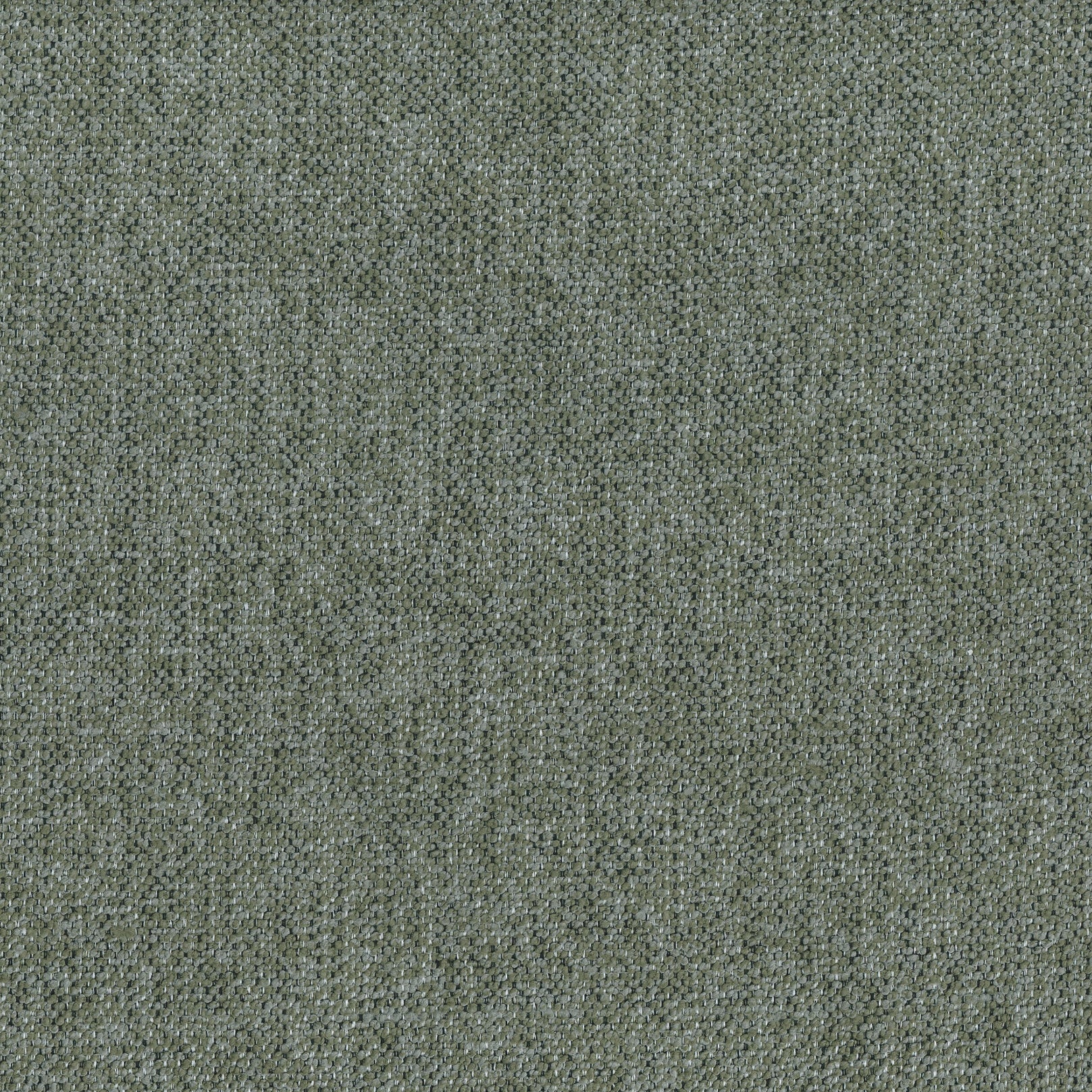 Moss