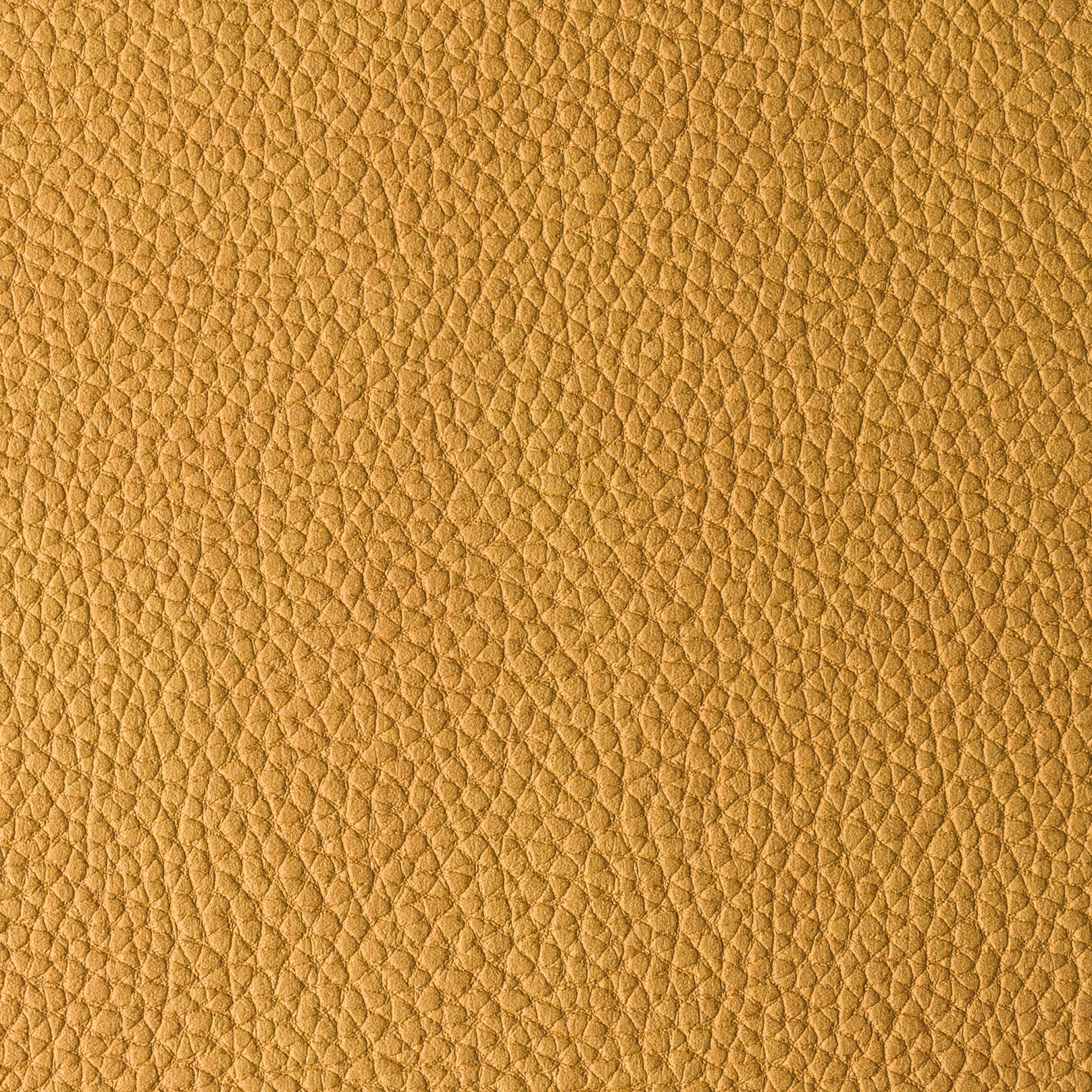 PACIFICO MOSTAZA