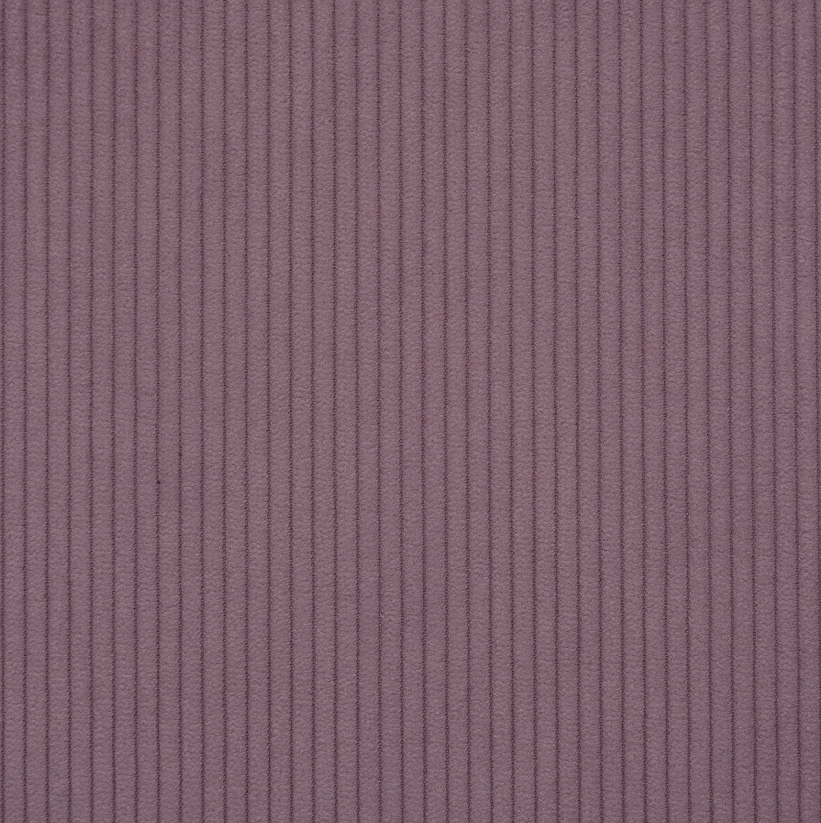 Lavanda