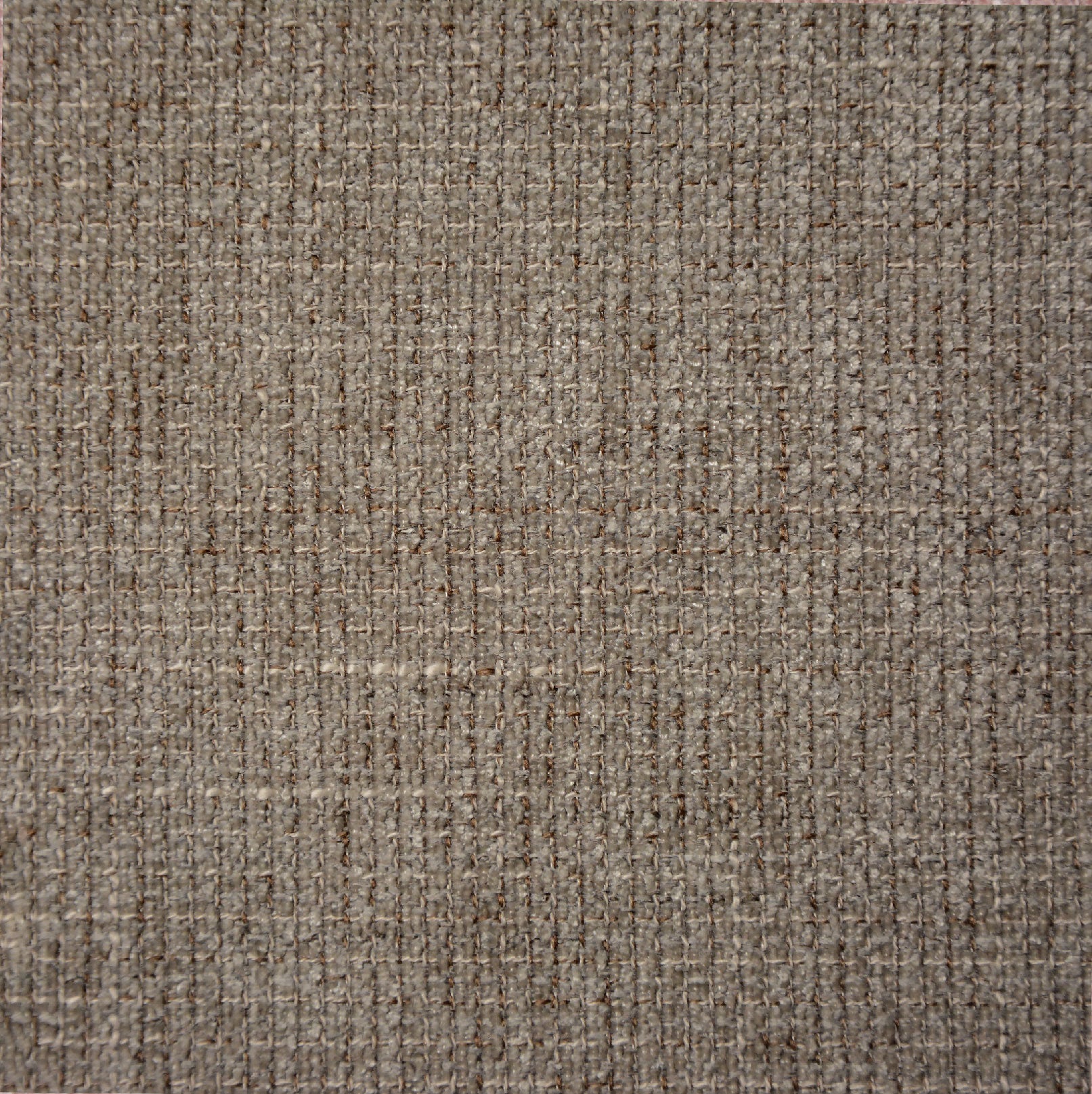 TRIBU TAUPE